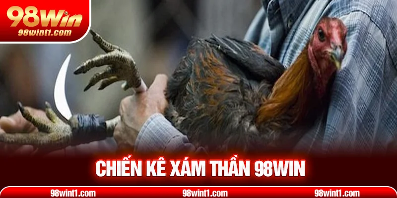 Chiến Kê Xám Thần – Huyền Thoại Đá Gà Bất Bại Mọi Sới Gà