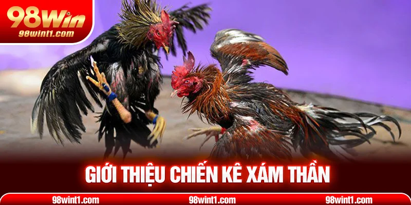 Giới thiệu chiến kê xám thần