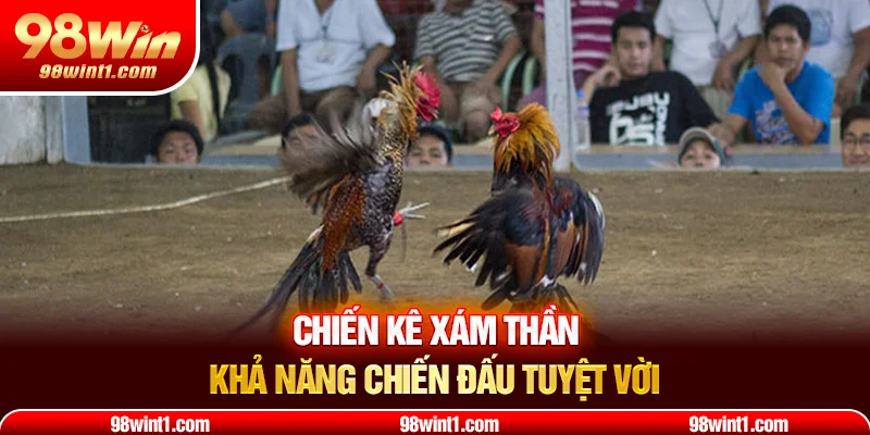 Chiến kê xám thần khả năng chiến đấu tuyệt vời