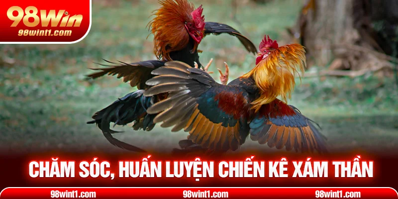 Chăm sóc huấn luyện chiến kê xám thần